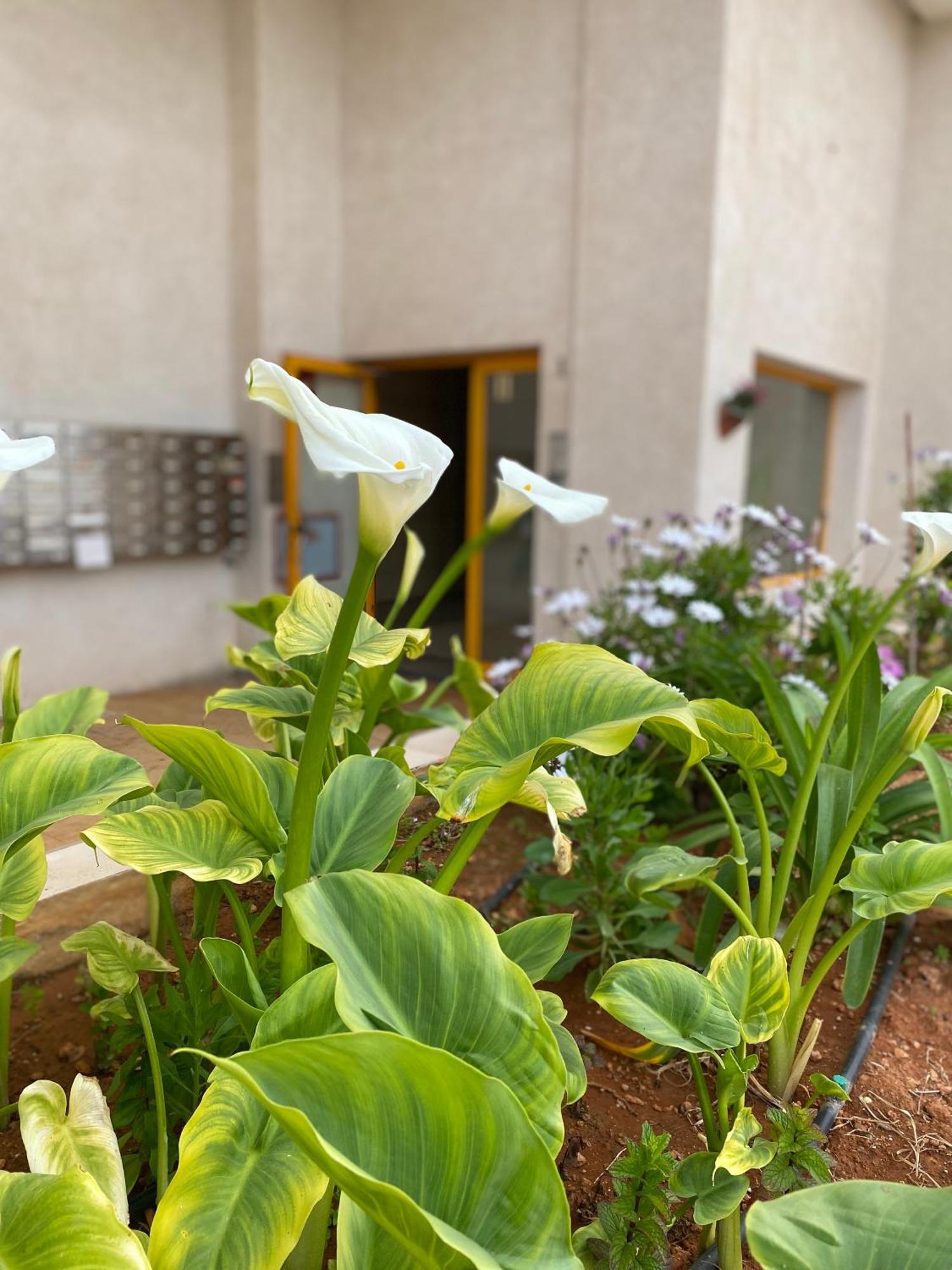 Ferienwohnung Ambar Beach Calp Exterior foto